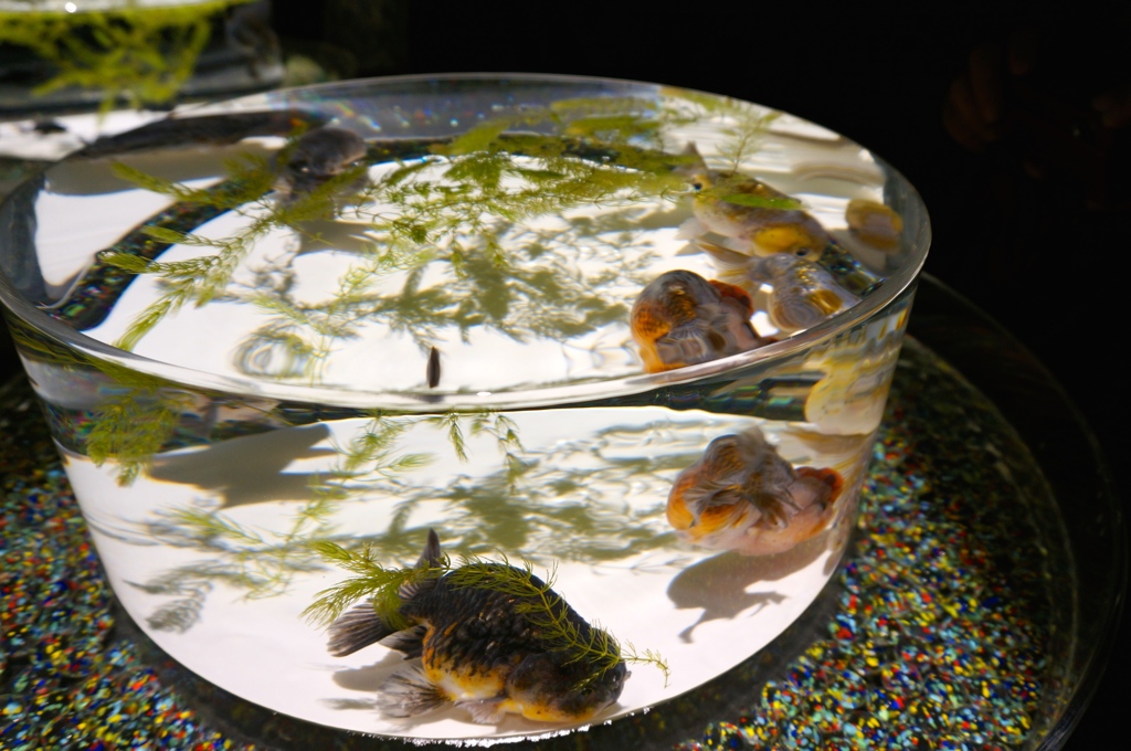 金魚