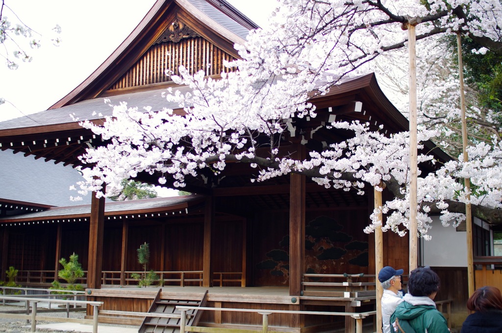 靖国神社 東京の開花を知らせるサクラ