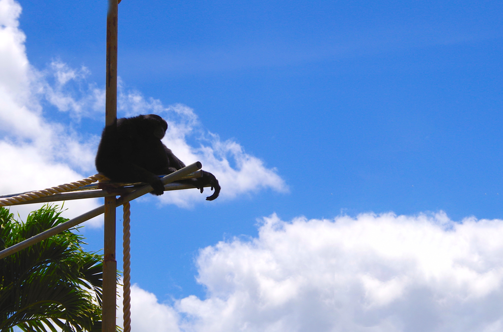 Papa Monkey