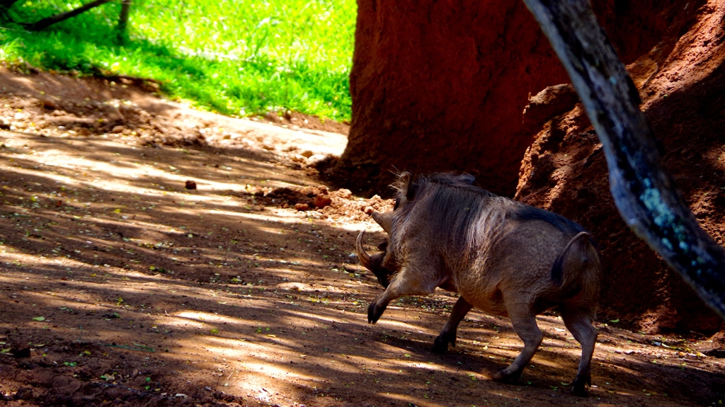 One of the members of LION KING