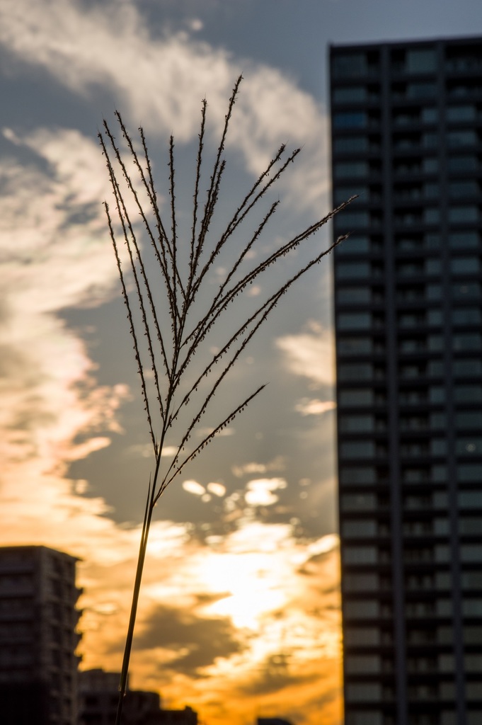 ススキと夕日