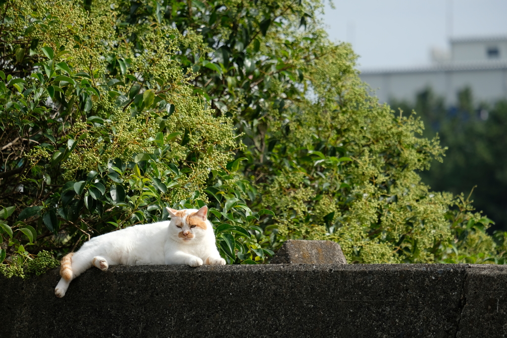 のらちゃん