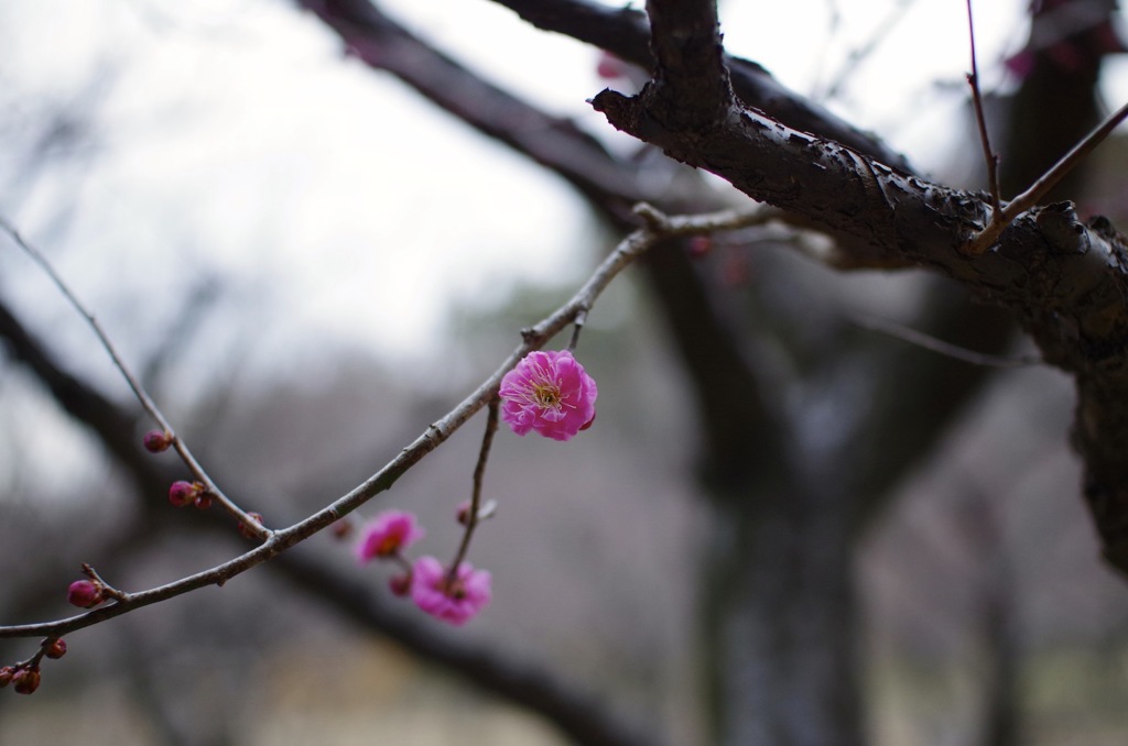 梅の花