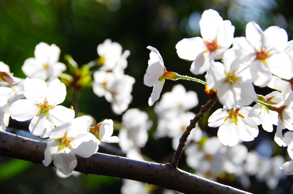 cherry blossoms