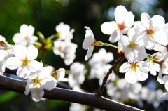 cherry blossoms