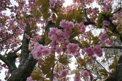 お花