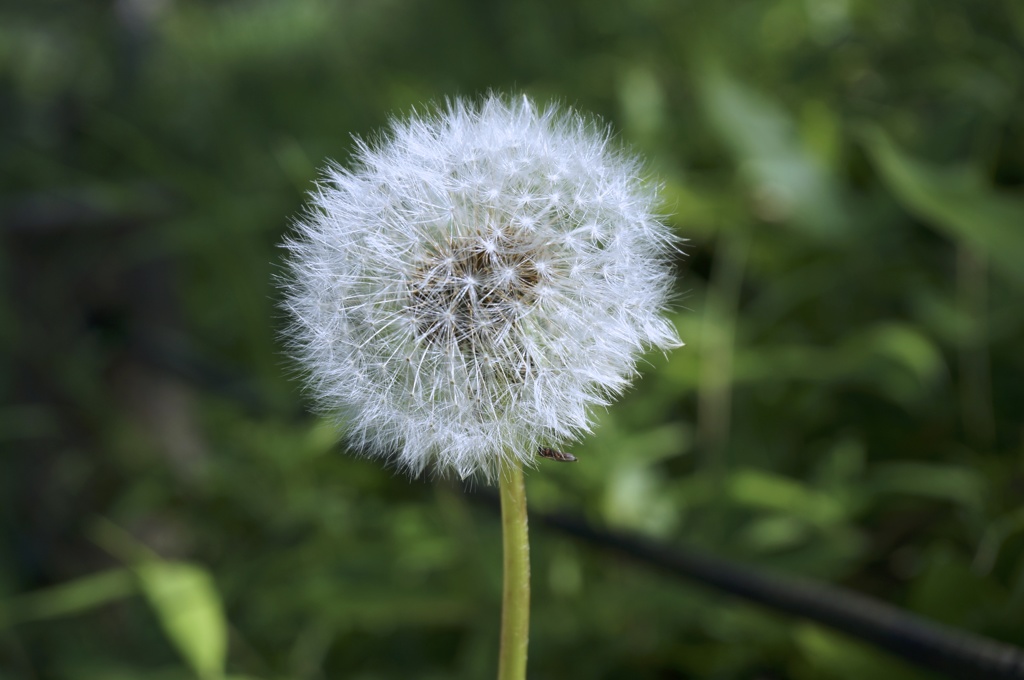 To be Dandelion