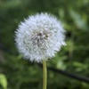 To be Dandelion