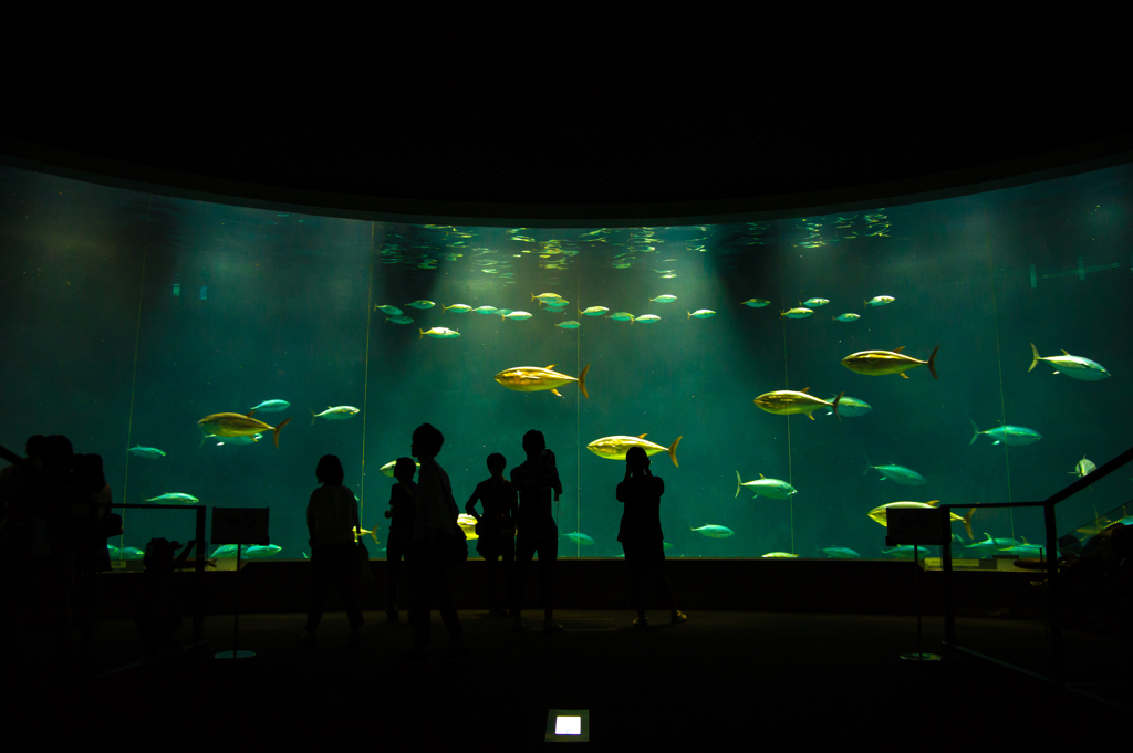水族館で涼む