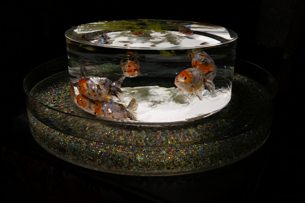 金魚