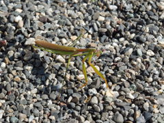 カマキリ
