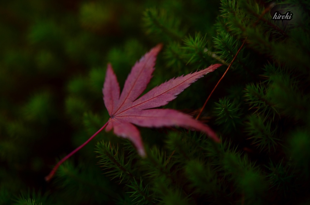 杉苔と楓