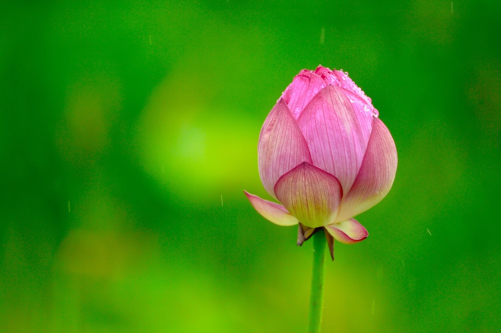 〜Lotus〜雨の中で