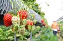 Strawberry Picking