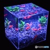 ART AQUARIUM  〜被曝70年・広島 金魚の祈り〜