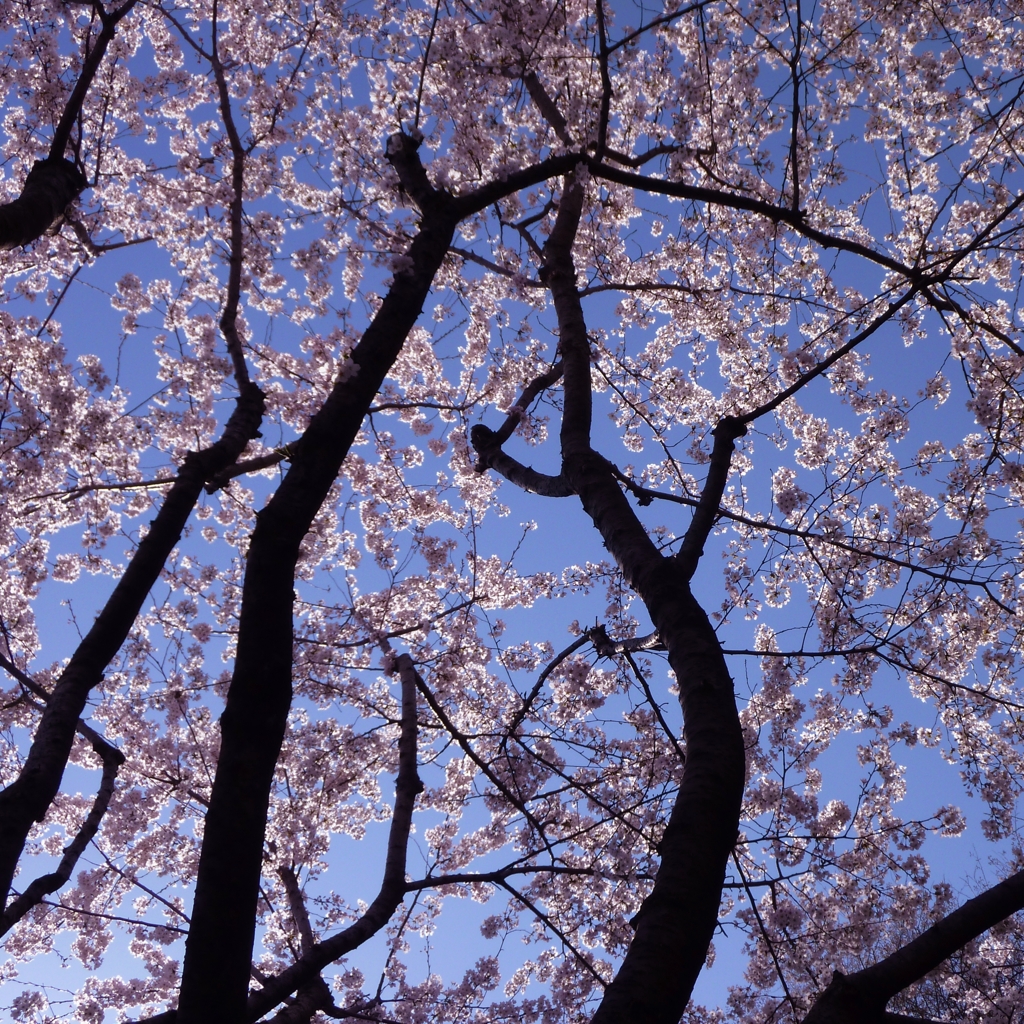 桜