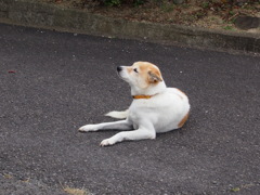 安定のわんこ