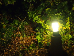 草木も眠るのかな？