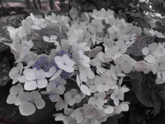 白い花