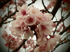 さくらさく