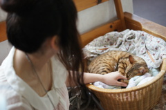 猫