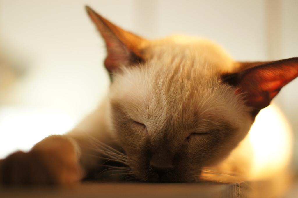 猫