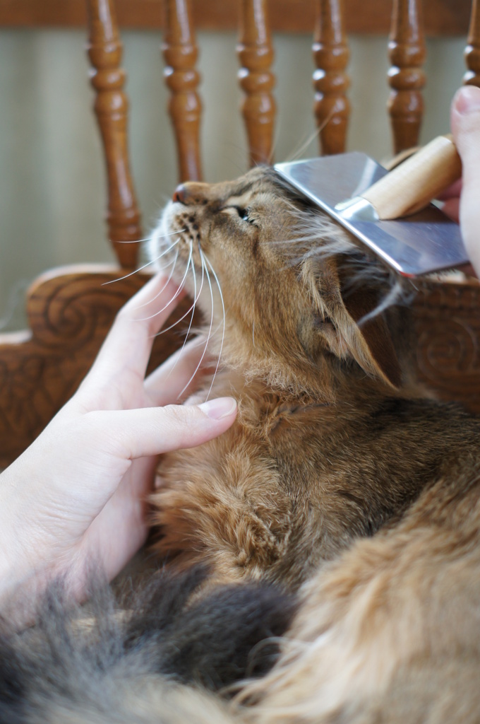 猫