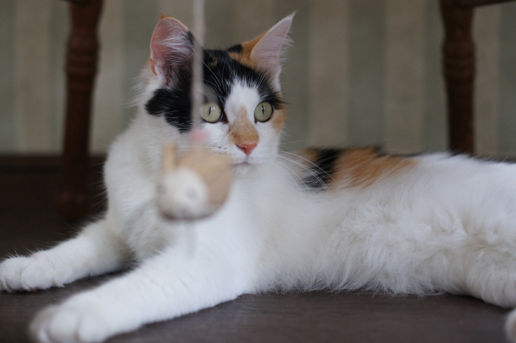 猫