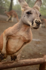 カンガルー
