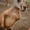 カンガルー