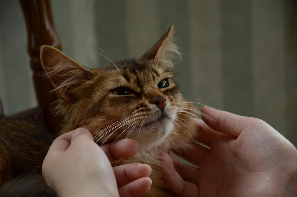 猫