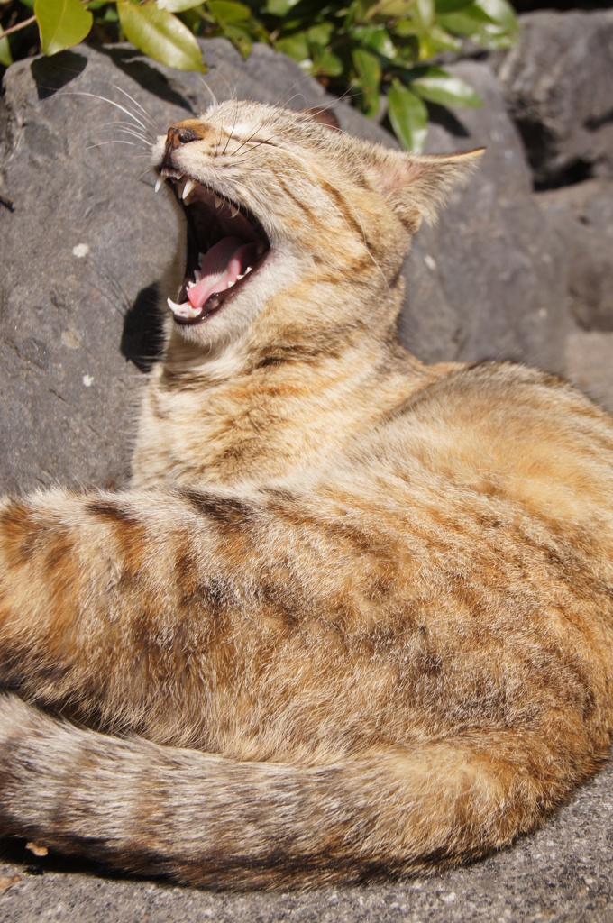 猫