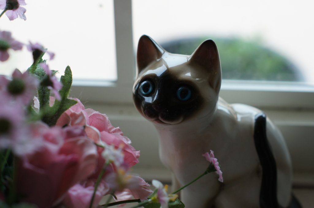 猫