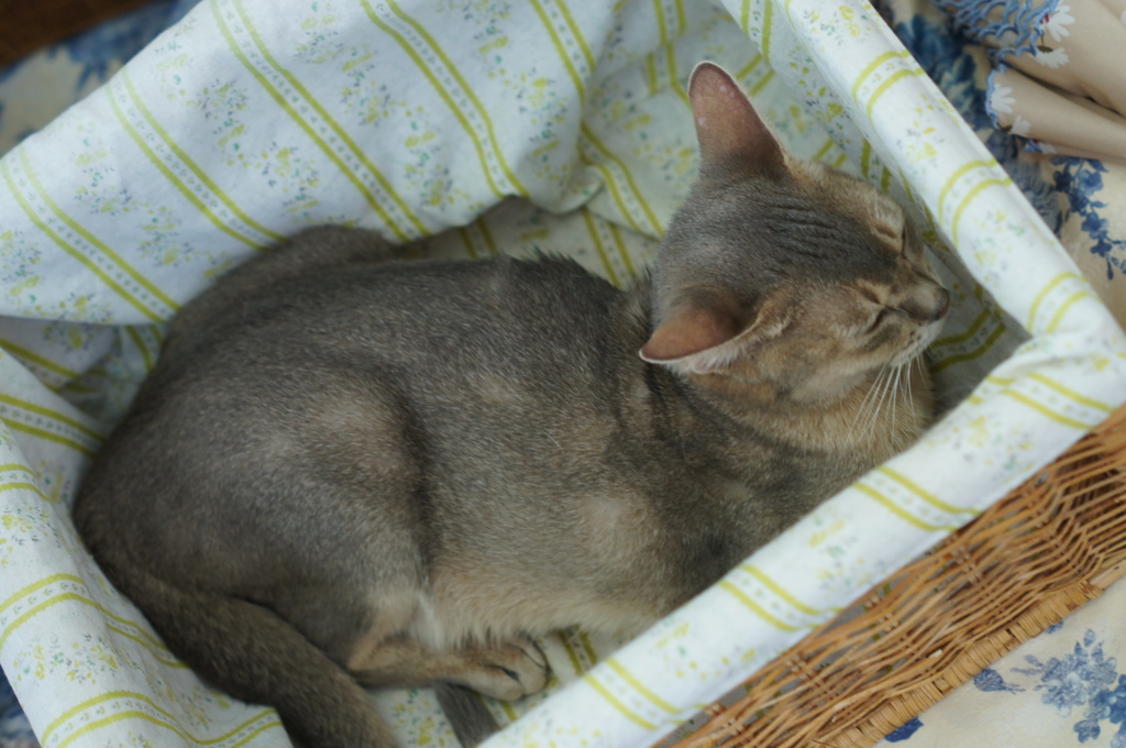 猫