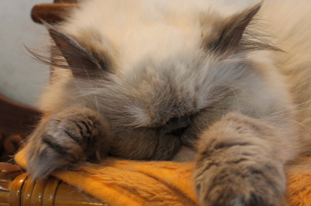 猫