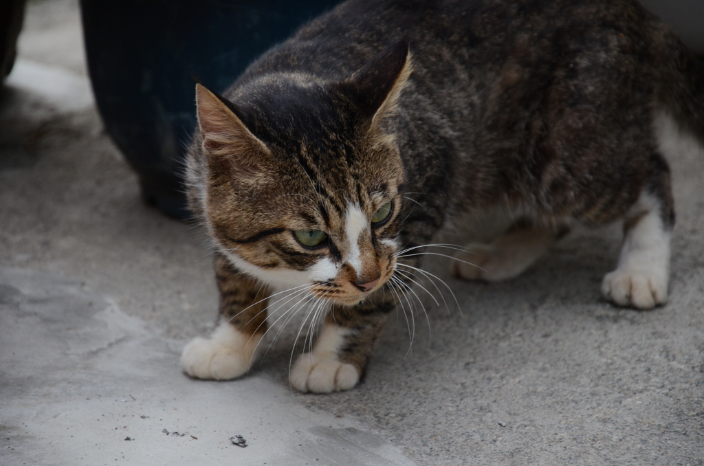 猫
