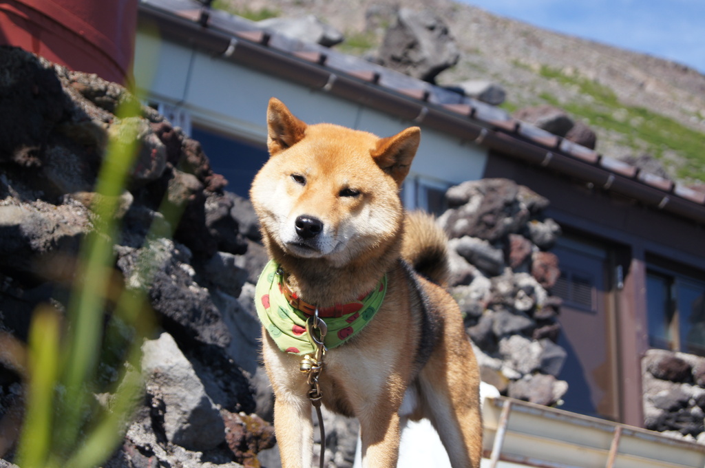 犬