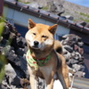 犬