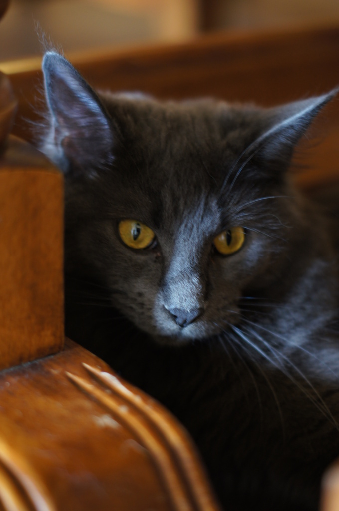 猫