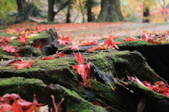 切り株と紅葉