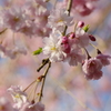 奈良公園　桜　2013