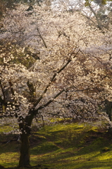 奈良公園　桜　2013