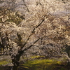 奈良公園　桜　2013