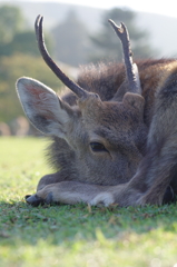 奈良公園　鹿