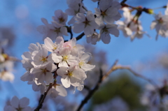 奈良公園　桜　2013