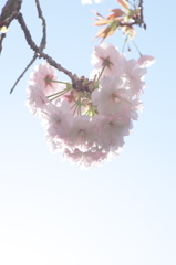 奈良公園　桜　2013