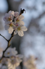 奈良公園　桜　2013