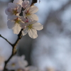 奈良公園　桜　2013