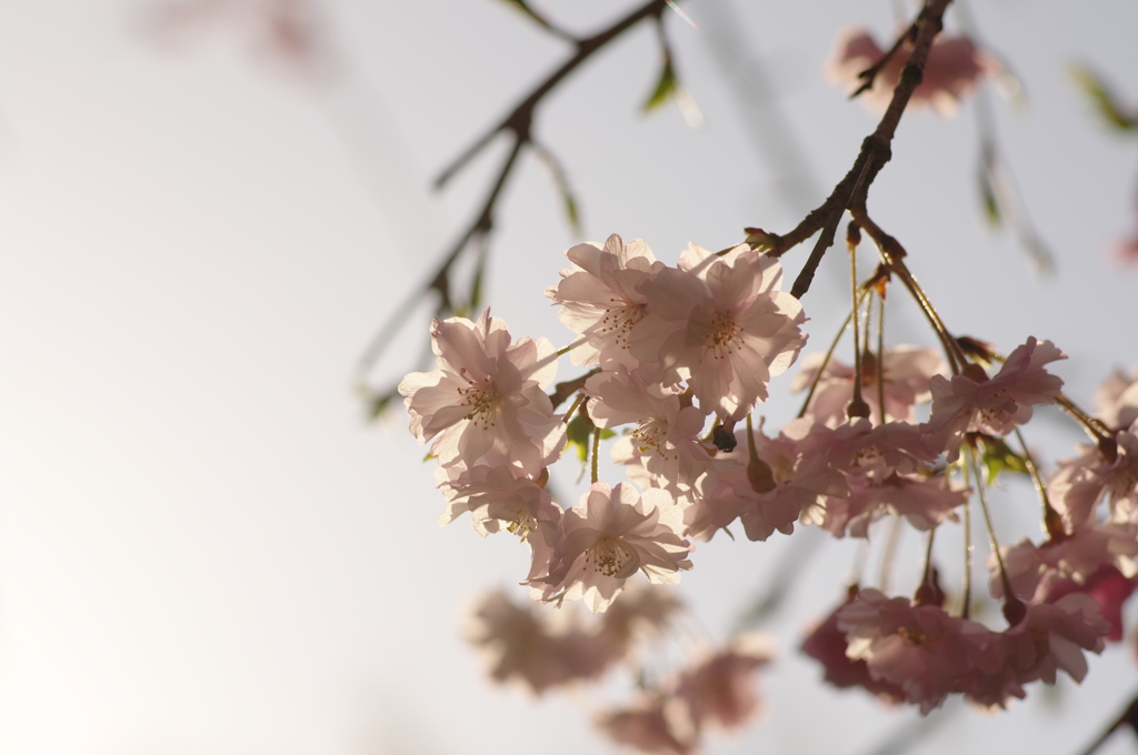 奈良公園　桜　2013