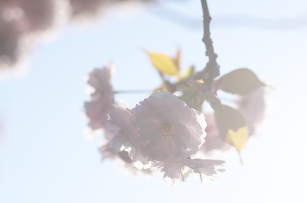 奈良公園　桜　2013